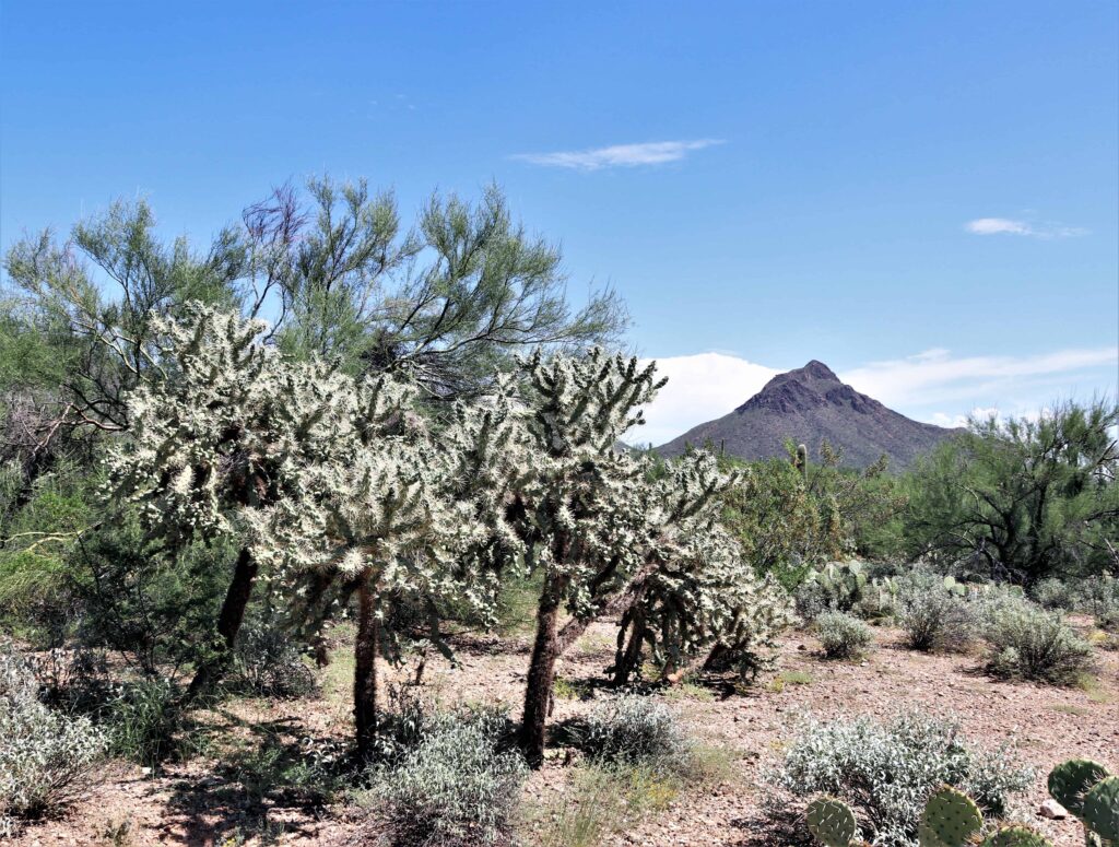 park narodowy saguaro cholla