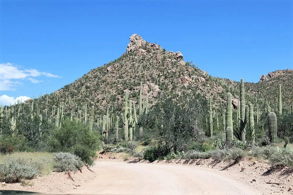 park narodowy saguaro szlak widokowy 1