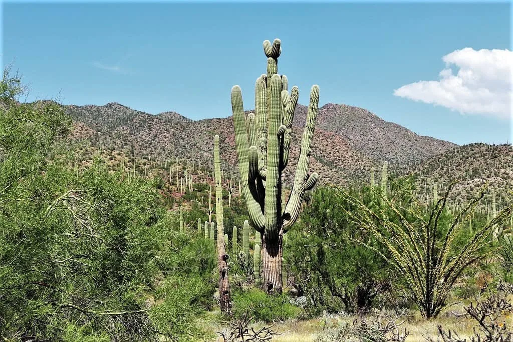 park narodowy saguaro szlak widokowy 2