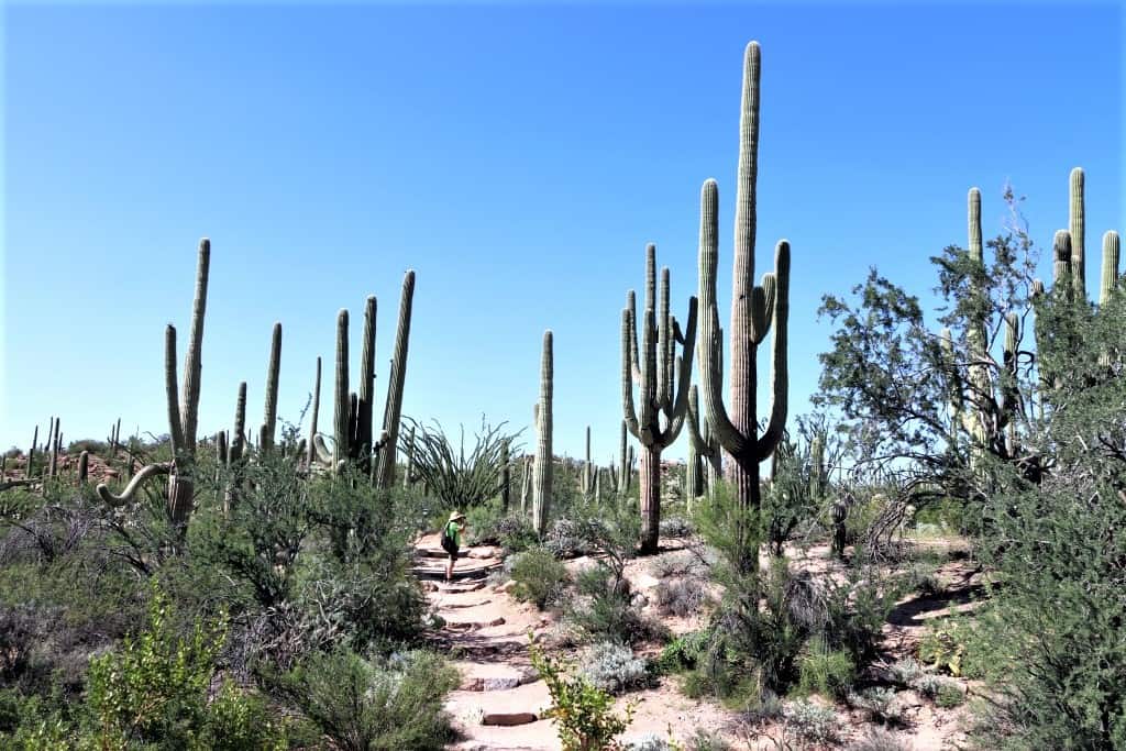 Park Narodowy Saguaro – kraina gigantycznych kaktusów 15 park-narodowy-saguaro-szlak-widokowy