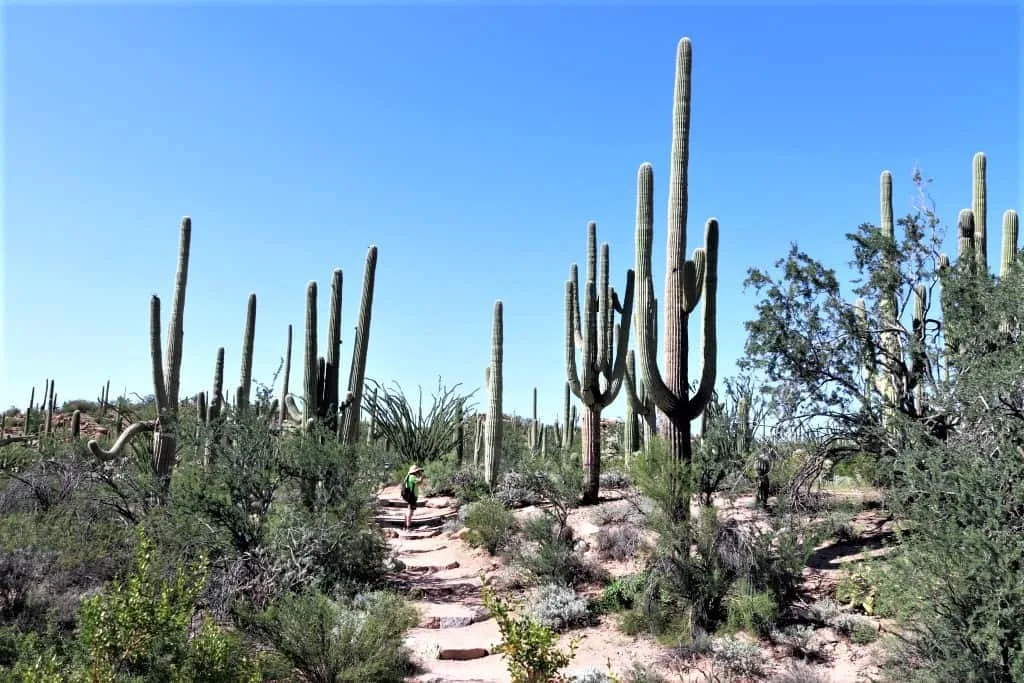 park-narodowy-saguaro-szlak-widokowy