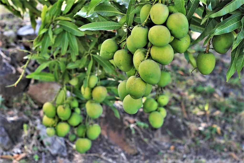 smierc pod palmami zielone mango