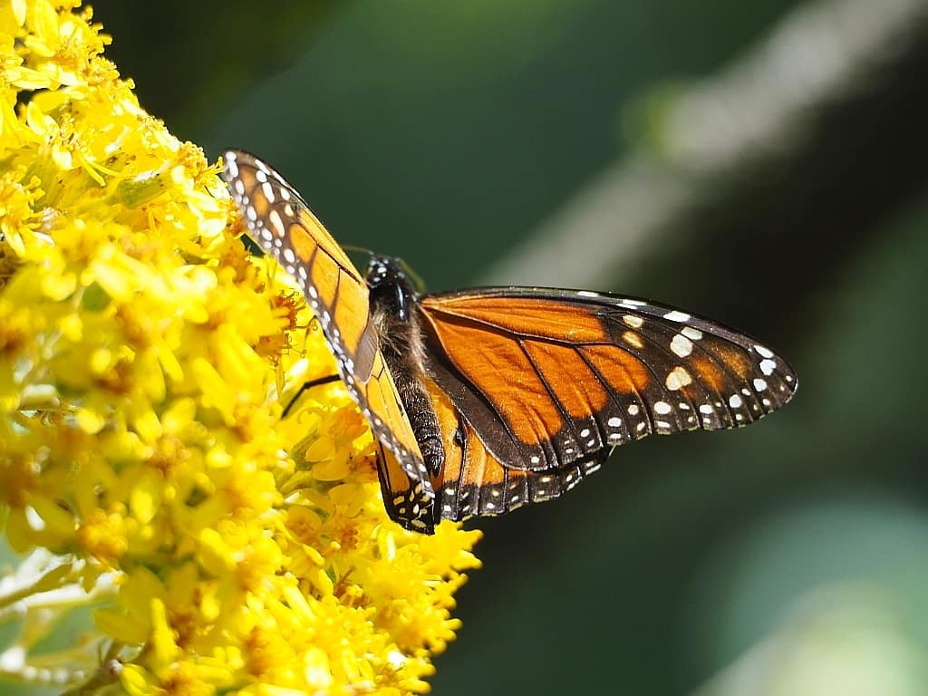 Sanktuarium motyli monarch Sierra Chincua 6