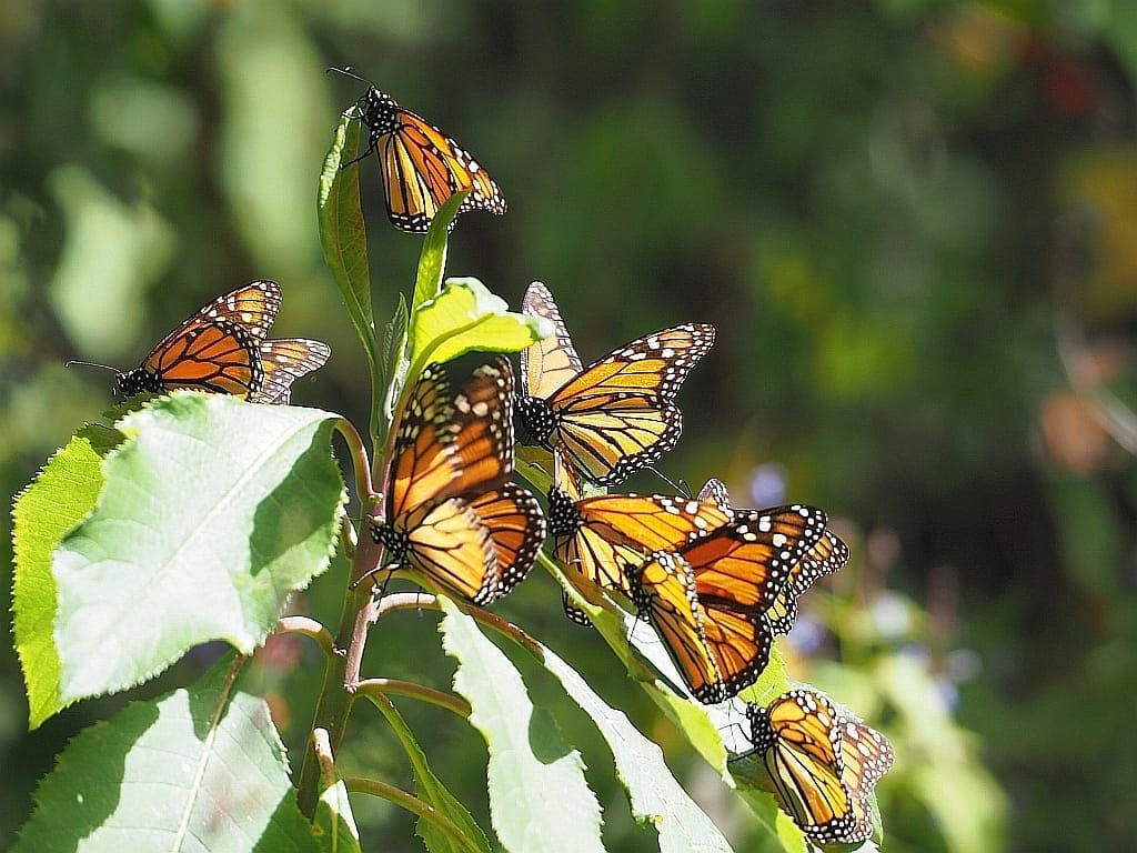 Sanktuarium motyli monarch Sierra Chincua e