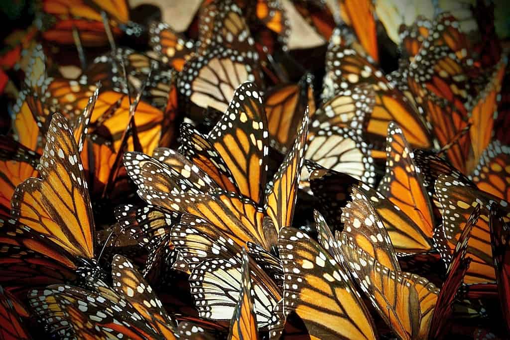 Sanktuarium motyli monarch Sierra Chincua i