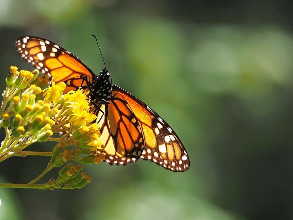 Sanktuarium motyli monarch motyle2