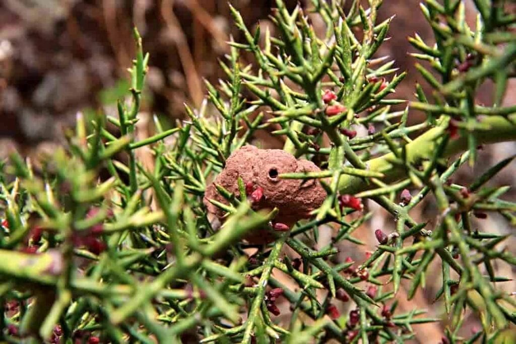 Tiwanaku w Boliwii. Aramu Muru i Puma Punku 10 Aramu Muru Peru .2
