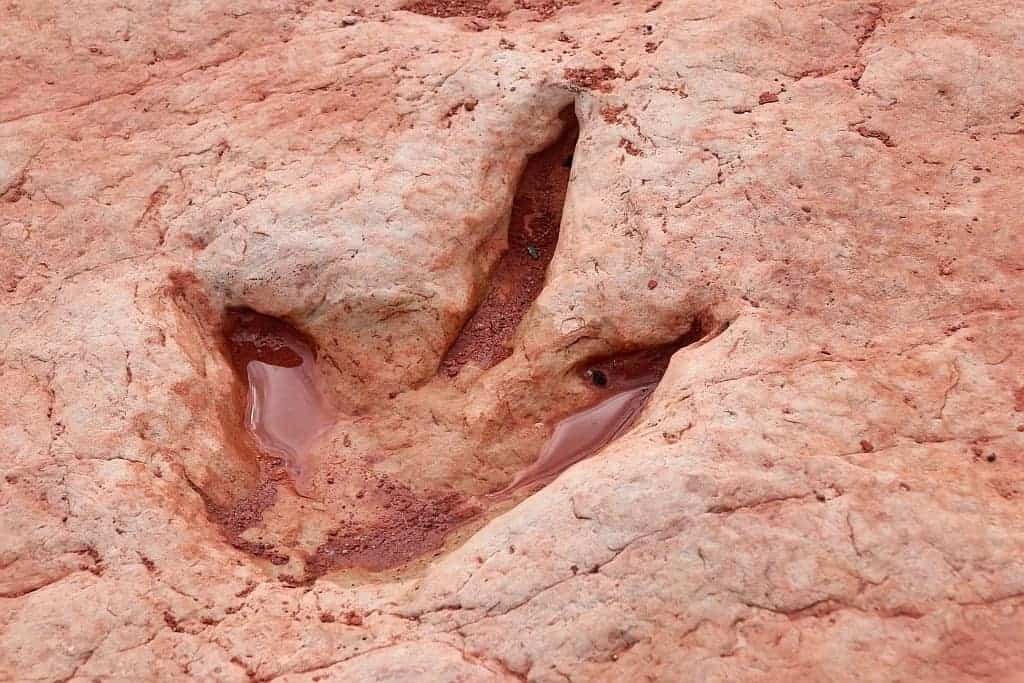 slady dinozaurow. Navajo Moenave Dinosaur Tracks 1