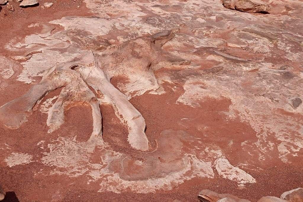 slady dinozaurow. Navajo Moenave Dinosaur Tracks c