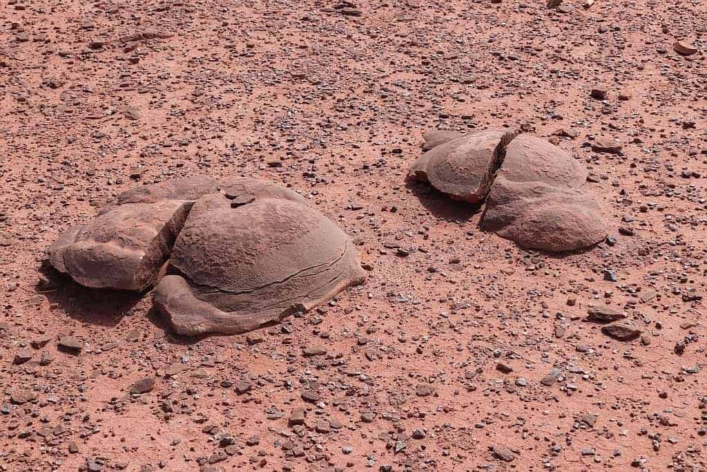 slady dinozaurow. Navajo Moenave Dinosaur Tracks f