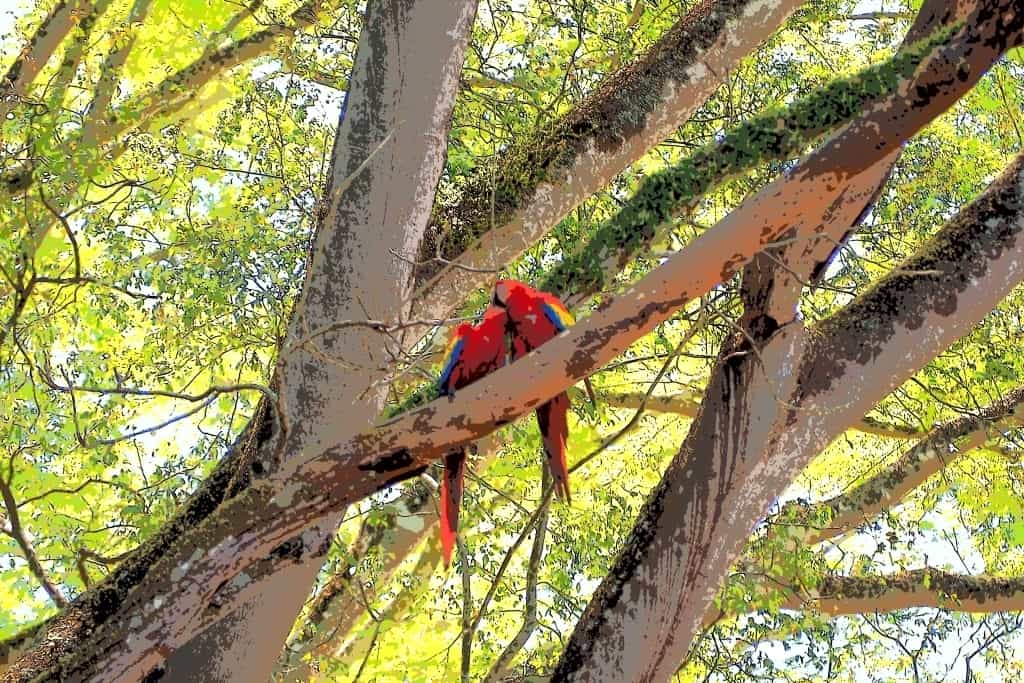 Copan Ruins macaw.1