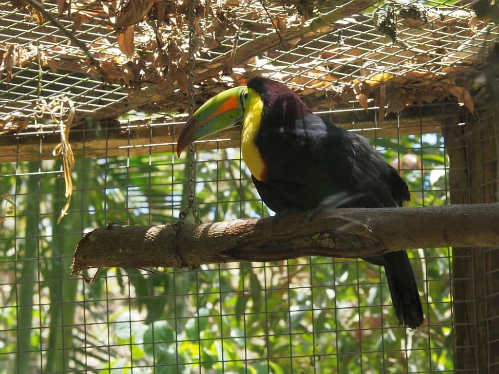 Copan Ruins macaw.mountain 2
