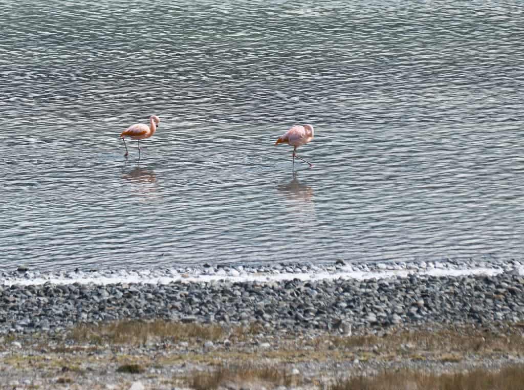 Torres del Paine ibis