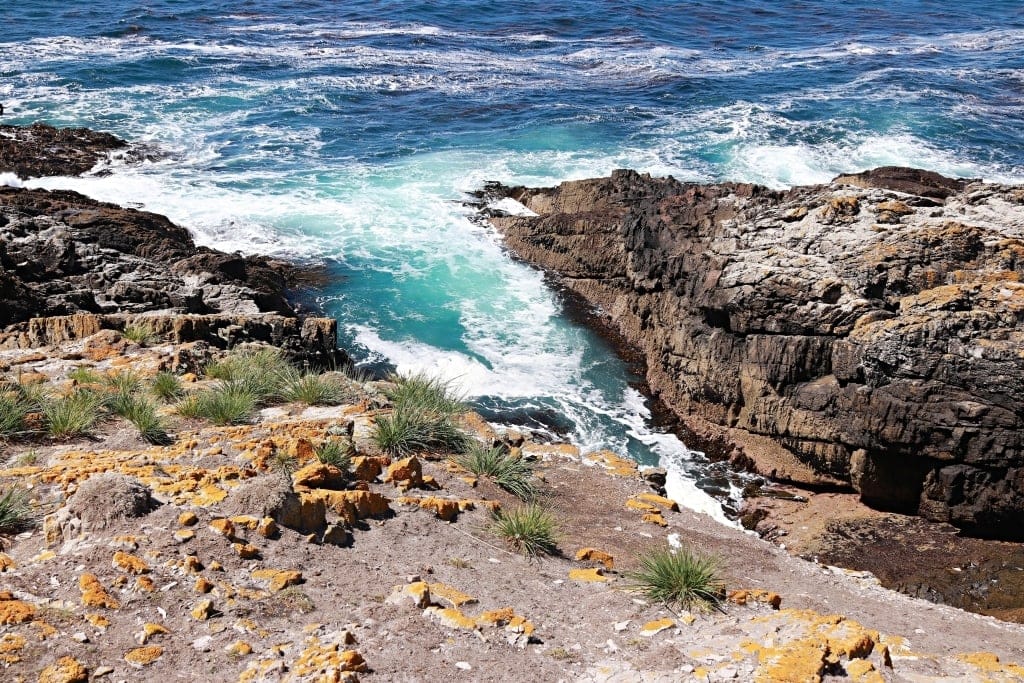 Pingwiny skalne na Falklandach – Rockhopper 27 Cape Bougainville Falklandy 05