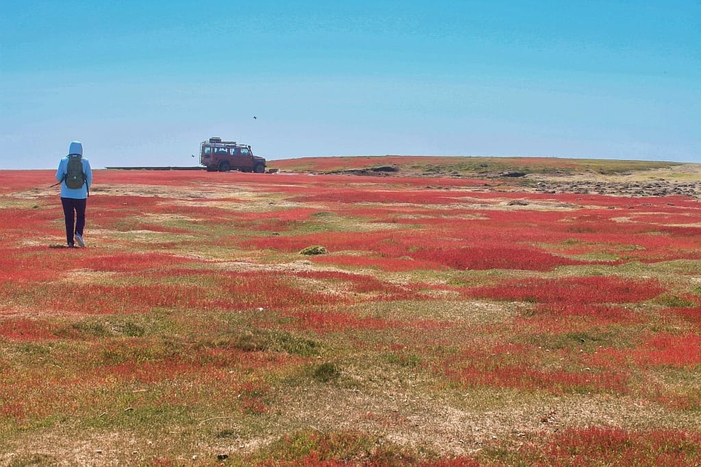 Pingwiny skalne na Falklandach – Rockhopper 33 Cape Bougainville Falklandy Land Rover