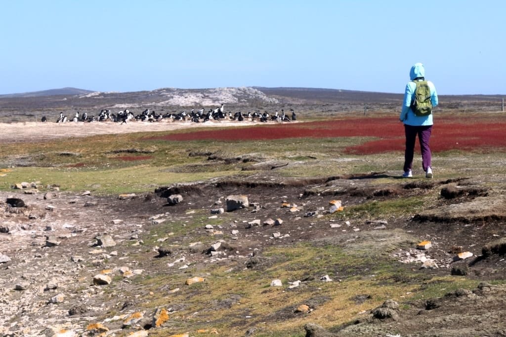 Pingwiny skalne na Falklandach – Rockhopper 28 Cape Bougainville Falklandy kolonia pingwinow