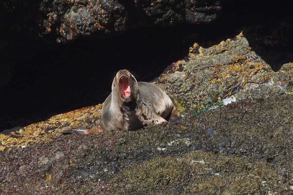 Pingwiny skalne na Falklandach – Rockhopper 25 Cape Bougainville Falklandy lew morski.2