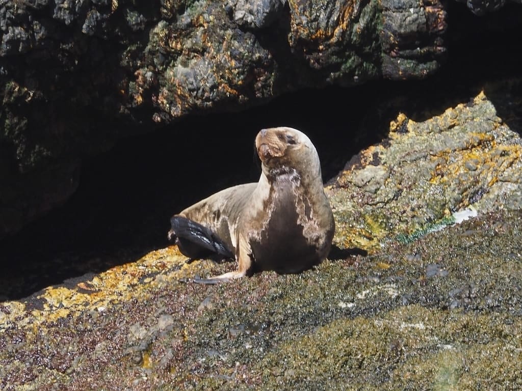 Pingwiny skalne na Falklandach – Rockhopper 26 Cape Bougainville Falklandy lew morski.3