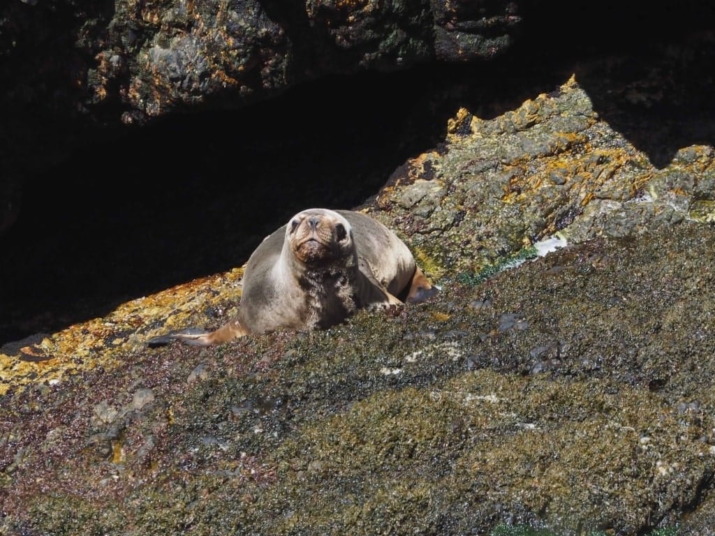 Pingwiny skalne na Falklandach – Rockhopper 24 Cape Bougainville Falklandy lew morski