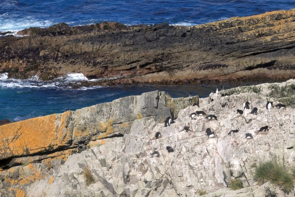 Pingwiny skalne na Falklandach – Rockhopper 22 Cape Bougainville Falklandy pingwiny skalne