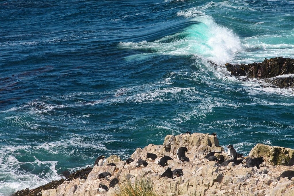 Pingwiny skalne na Falklandach – Rockhopper 2 Cape Bougainville Falklandy sklane pingwiny