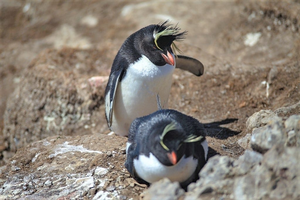 Pingwiny skalne na Falklandach – Rockhopper 7 Falklandy rockhopper pingwin skalny 1