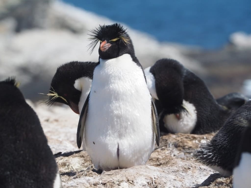 Pingwiny skalne na Falklandach – Rockhopper 13 Falklandy rockhopper pingwin skalny 14