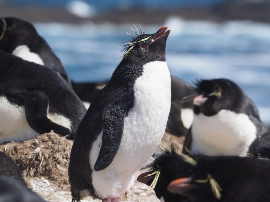 Pingwiny skalne na Falklandach – Rockhopper 12 Falklandy rockhopper pingwin skalny 16