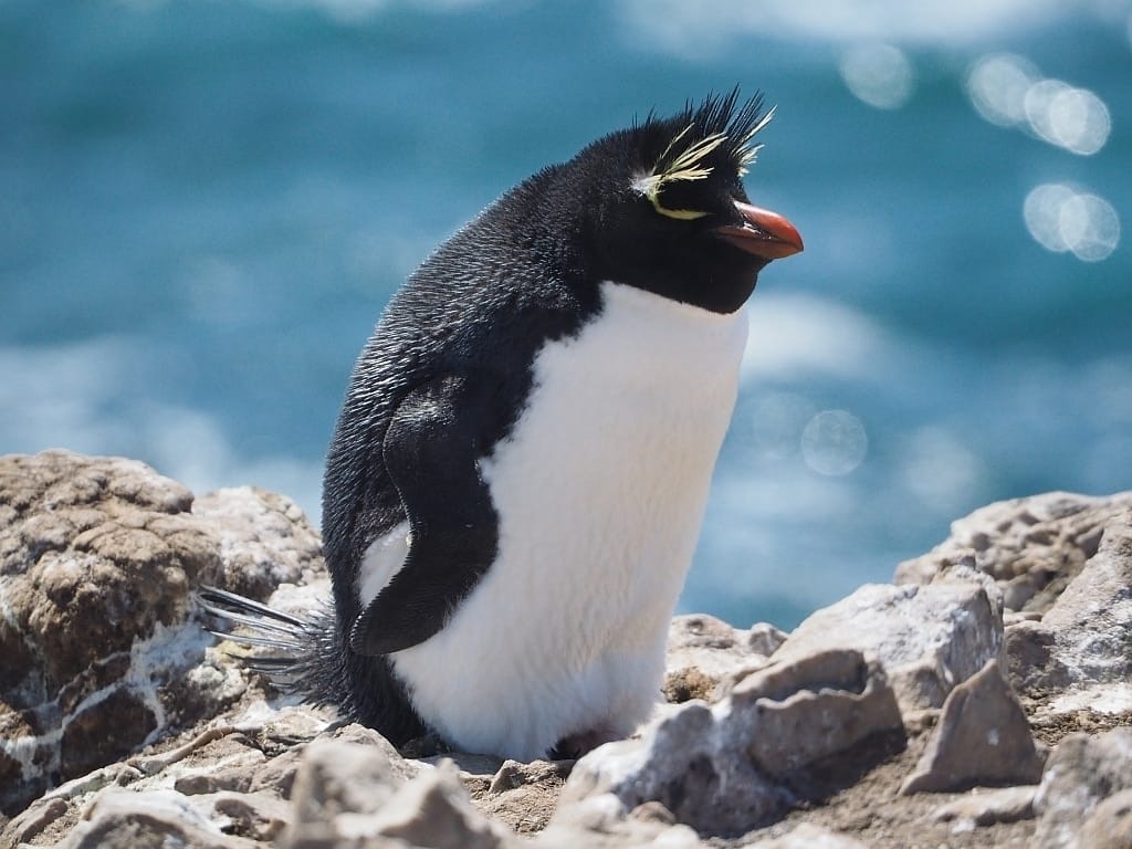 Pingwiny skalne na Falklandach – Rockhopper 11 Falklandy rockhopper pingwin skalny 17