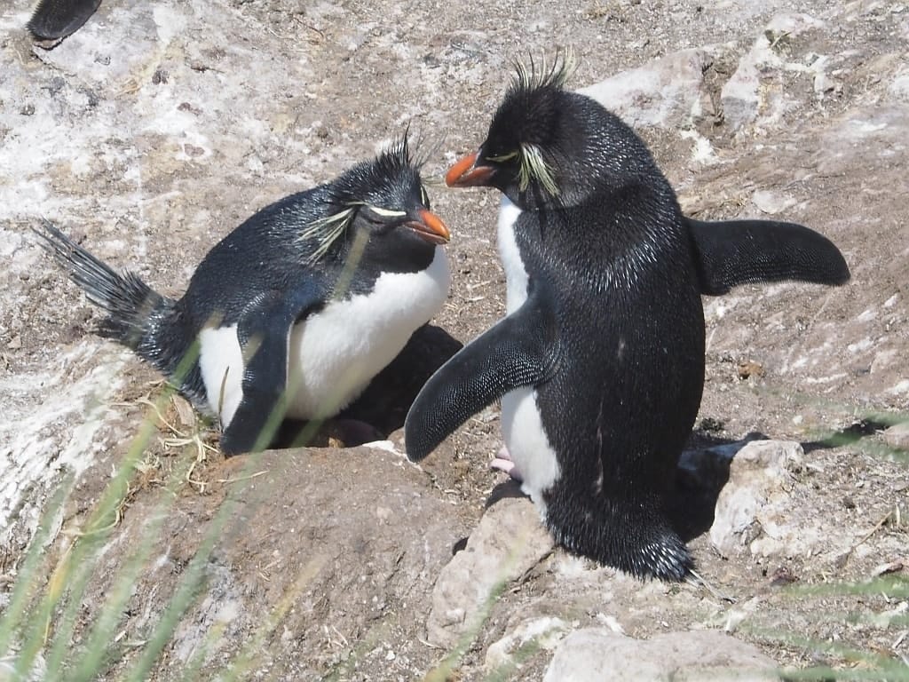Pingwiny skalne na Falklandach – Rockhopper 8 Falklandy rockhopper pingwin skalny 19
