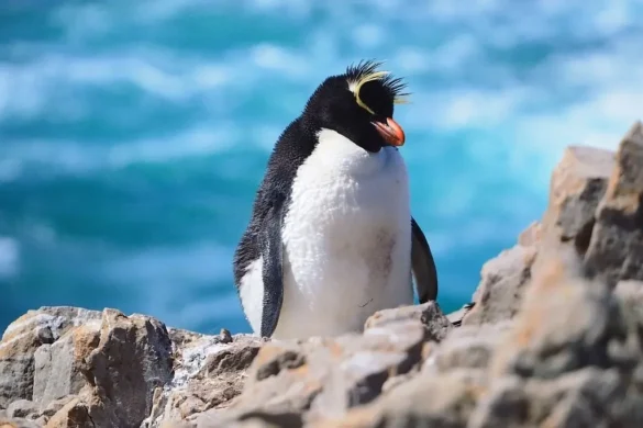 Falklandy – jak dotrzeć i spotkać pingwiny z bliska