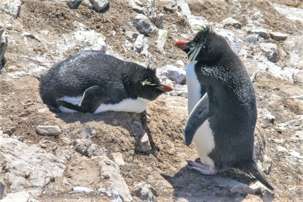 Pingwiny skalne na Falklandach – Rockhopper 6 Falklandy rockhopper pingwin skalny 3