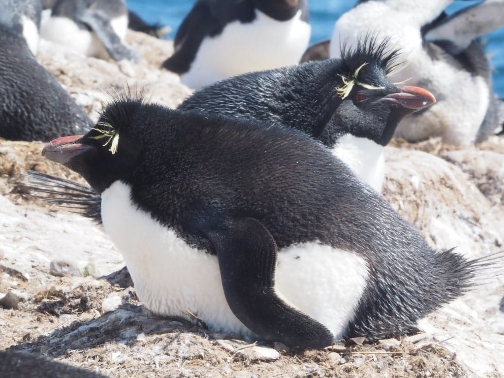 Pingwiny skalne na Falklandach – Rockhopper 14 Falklandy rockhopper pingwin skalny