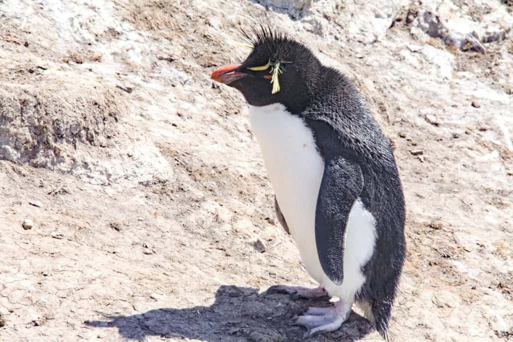 Pingwiny skalne na Falklandach – Rockhopper 9 Pingwiny skalne a
