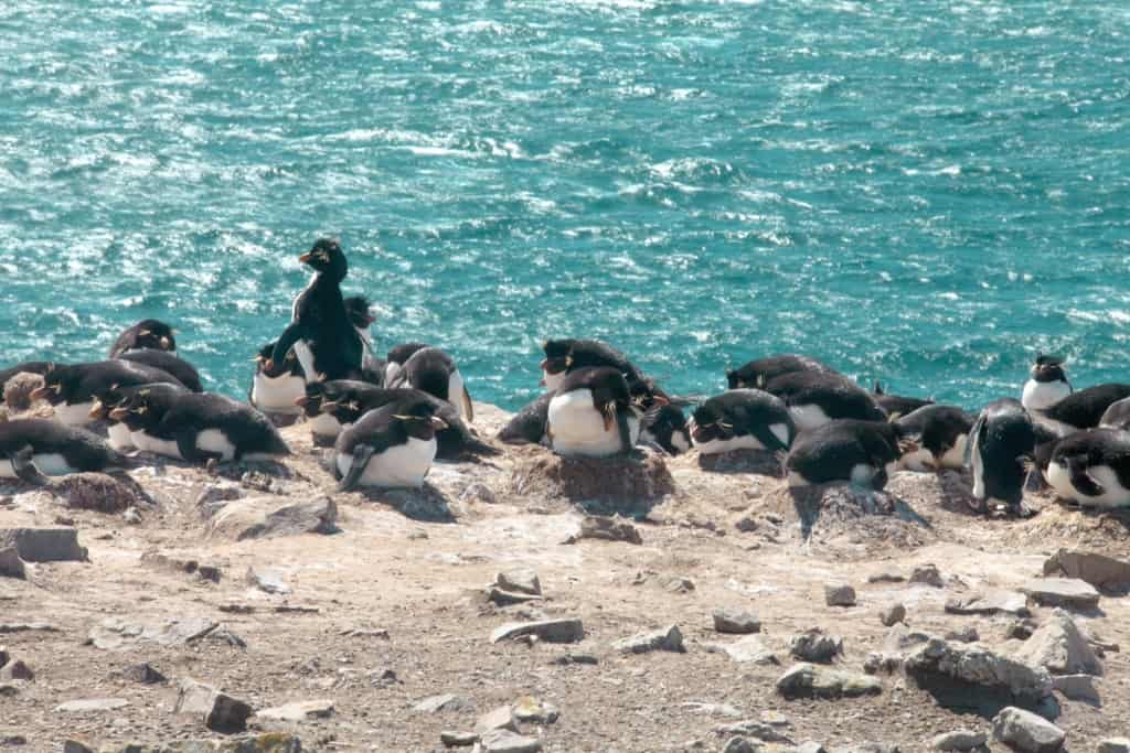 Pingwiny skalne na Falklandach – Rockhopper 3 Rockhopper pingwiny sklane