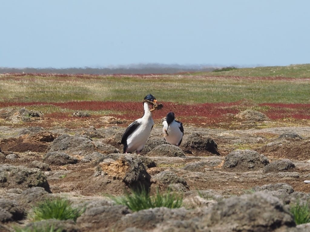Pingwiny skalne na Falklandach – Rockhopper 32 Zurawie falkland island