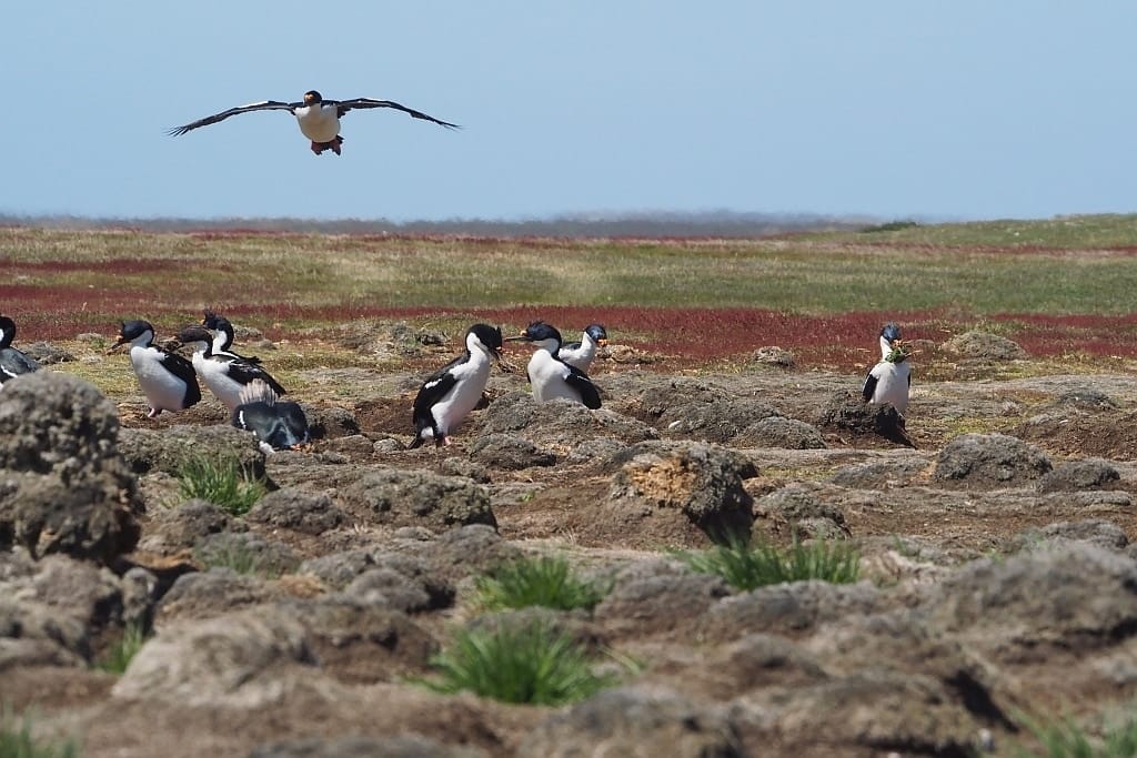 Pingwiny skalne na Falklandach – Rockhopper 31 Zurawie niebieskookie