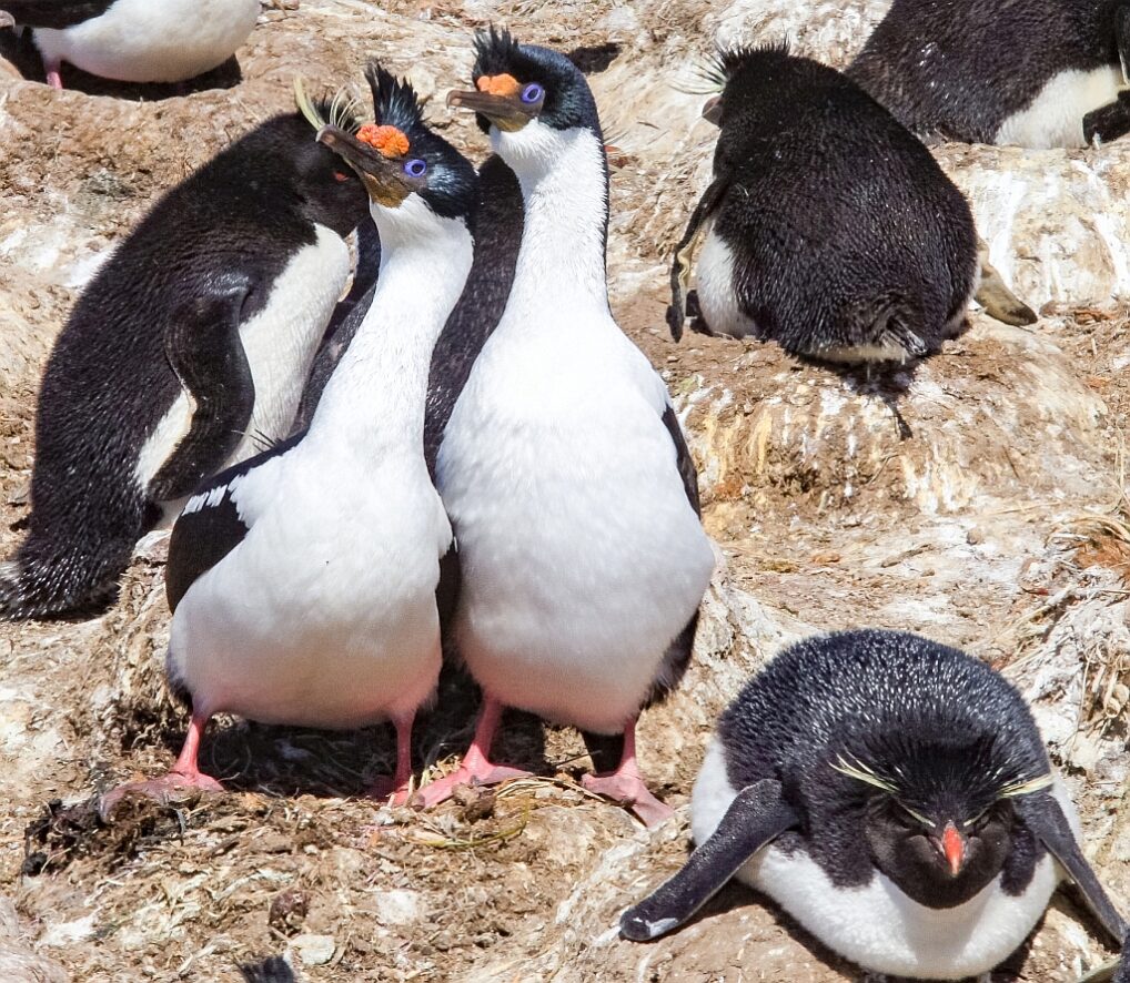 Pingwiny skalne na Falklandach – Rockhopper 30 kormorany niebieskookie Falklandy