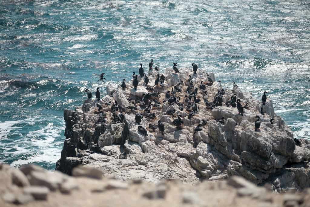 Pingwiny skalne na Falklandach – Rockhopper 21 kormorany niebieskookie bb