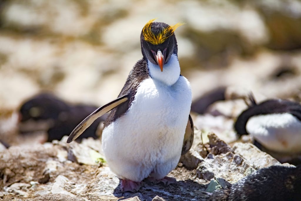 Pingwiny skalne na Falklandach – Rockhopper 20 pingwin macaroni falklandy