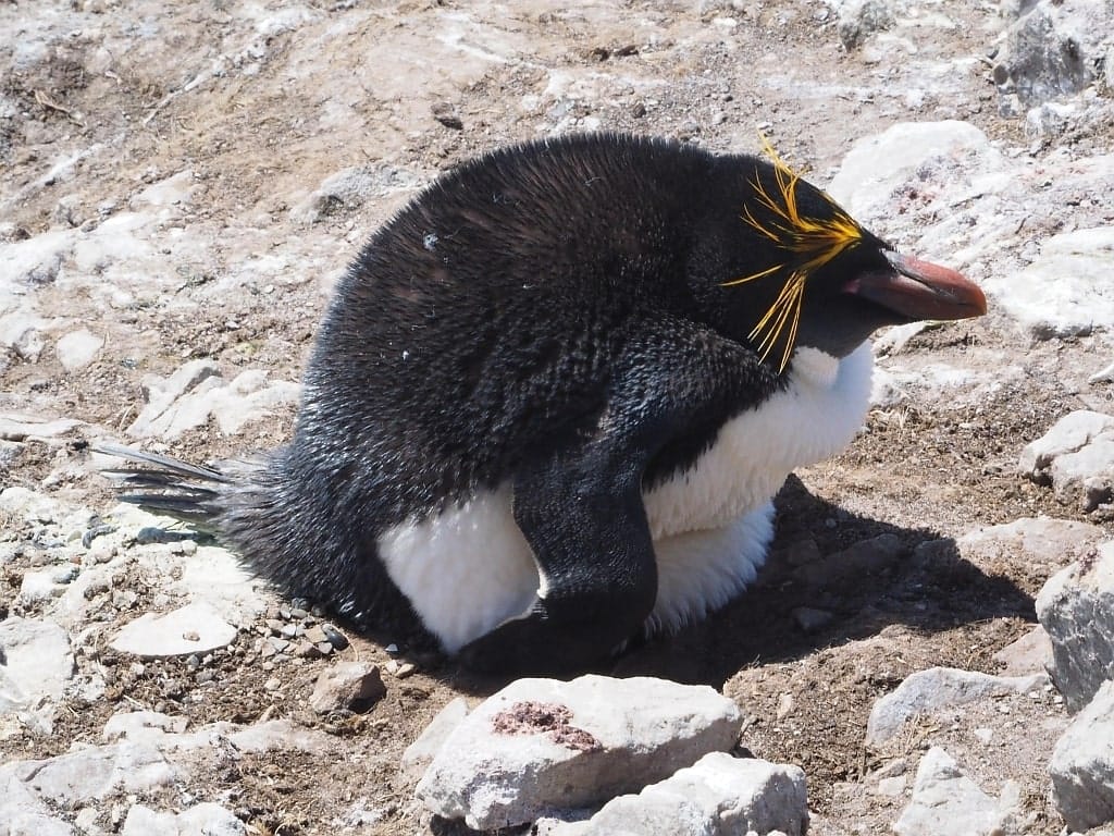 Pingwiny skalne na Falklandach – Rockhopper 19 pingwiny macaroni Cape Bougainville Falklandy 5