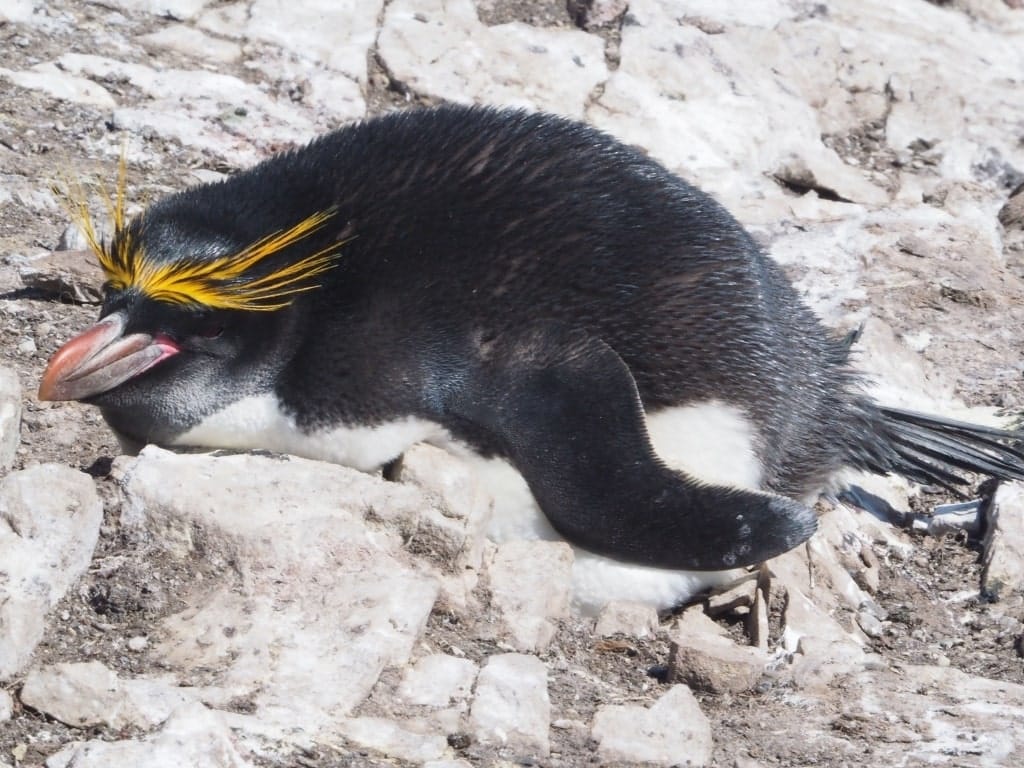 Pingwiny skalne na Falklandach – Rockhopper 18 pingwiny macaroni Cape Bougainville Falklandy.4