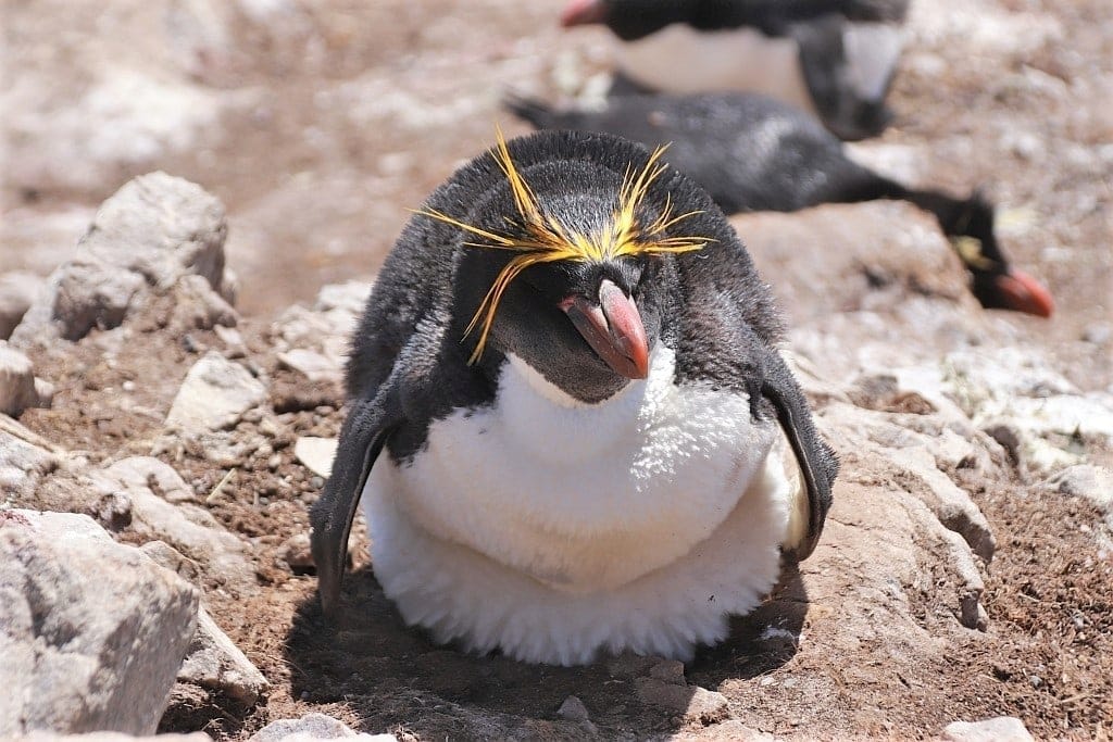 Pingwiny skalne na Falklandach – Rockhopper 17 pingwiny macaroni Cape Bougainville Falklandy
