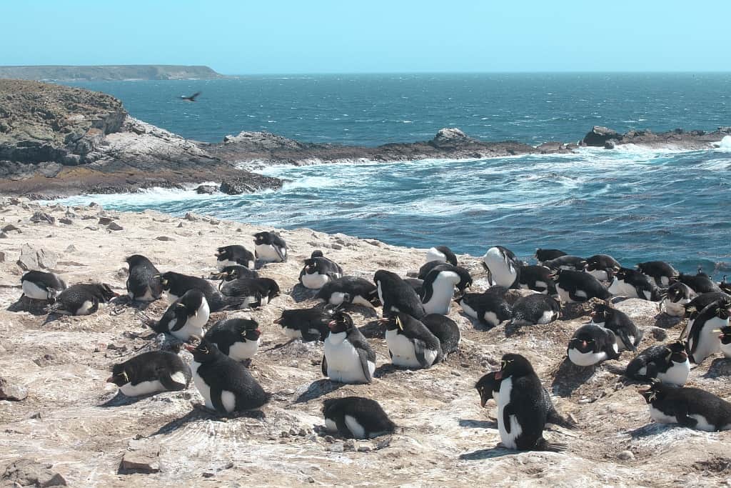 Pingwiny skalne na Falklandach – Rockhopper 15 pingwiny skalne cc