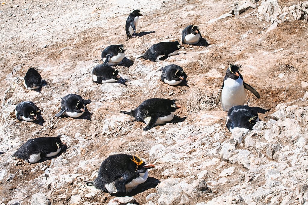 Pingwiny skalne na Falklandach – Rockhopper 16 pingwiny skalne i macaroni