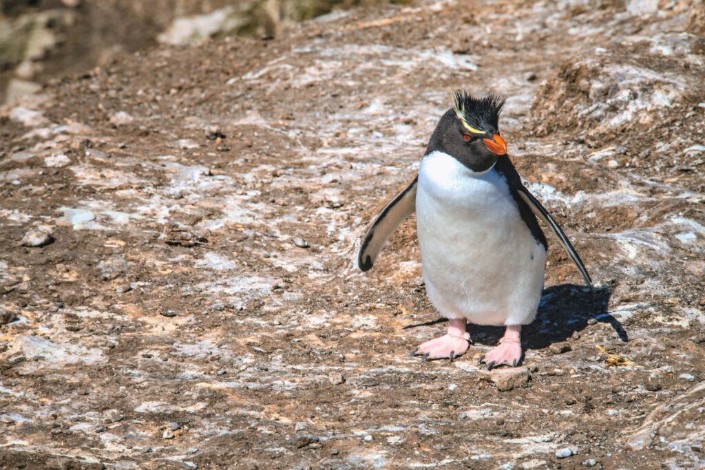 Pingwiny skalne na Falklandach – Rockhopper 4 rockhopper pingwin skalny