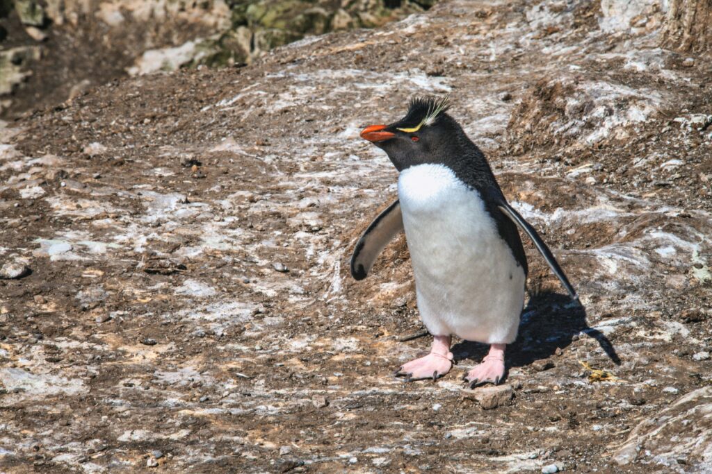 Pingwiny skalne na Falklandach – Rockhopper 5 rockhopper pingwin skalny.2
