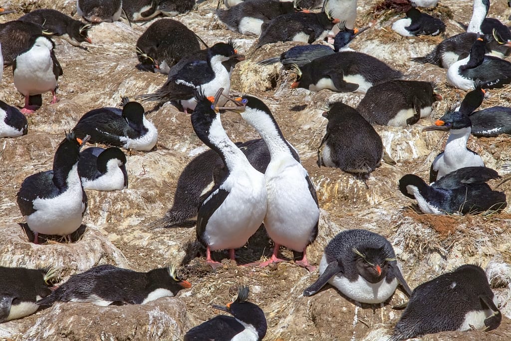 Pingwiny skalne na Falklandach – Rockhopper 29 zurawie niebieskookie falklandy 1
