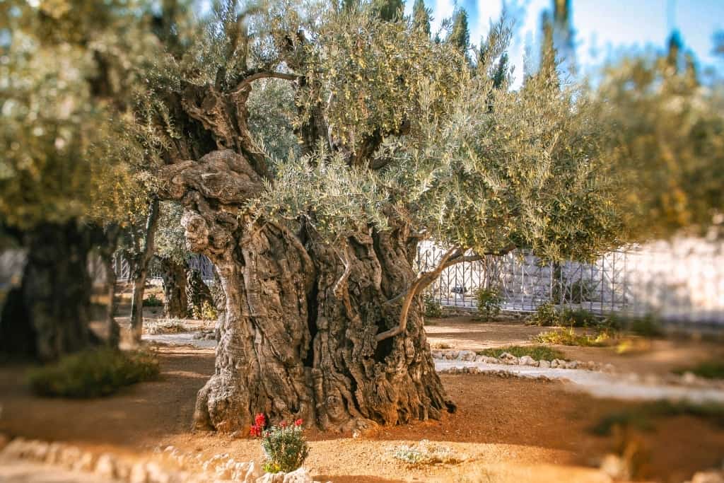 Historia Jerozolimy gethsemane