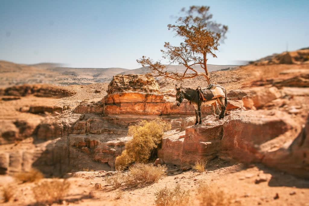 Petra w Jordanii. Starożytne miasto Nabatejczyków 31 Petra w Jordanii.c